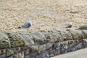 Seagulls on a wall by Barry Island Beach in Wales