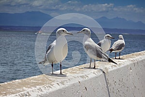 Seagulls on wall selective focus