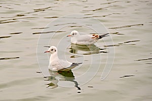 Seagulls on water