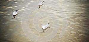 Seagulls on the water