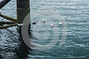 Seagulls in water, village of Luss Scotland
