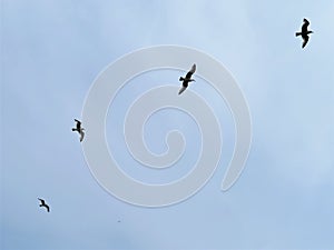 Seagulls wheeling over Dun Laoghaire, Ireland