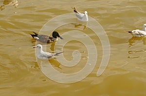 Seagulls and wild ducks are active in the sea