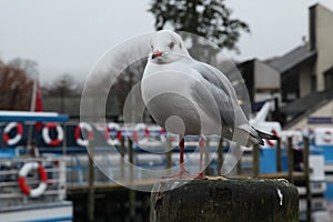 Seagulls in  Windermere lake