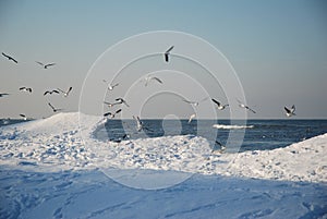 Seagulls in winter