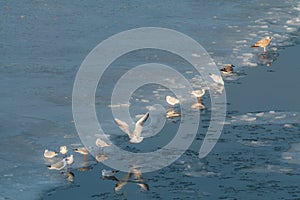Seagulls at winter on ice. Frozen Copenhagen canal. Cold sunny winter day in Denmark Europe