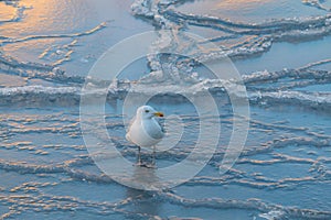 Seagulls at winter on ice. Frozen Copenhagen canal. Cold sunny winter day in Denmark Europe