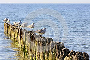 Seagulls and wooden breakwaters