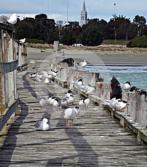 Seagulls on wooden pier