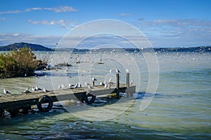 Seagulls on wooden pier, Rotorua lake , New Zealand