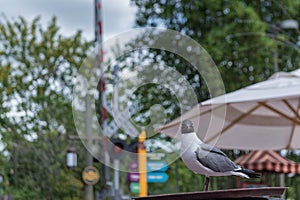 Seagullt in Busch Gardens Tampa Bay. Florida.