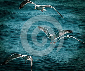 Seaguls above the water