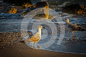 Seaguls on the beach