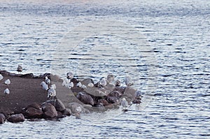 SEAGULS BIRD AT LOCAL LAKE IN COPENHAGEN DENAMRK