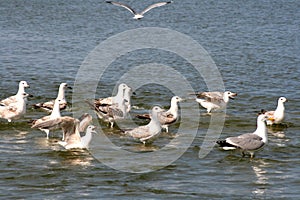 Seaguls in the Black Sea