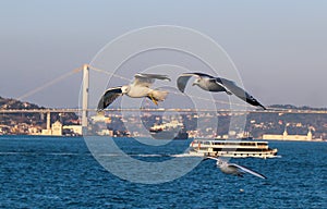 Seaguls and bosphorus bridge Istanbul photo