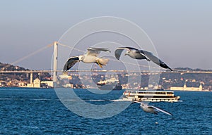Seaguls and bosphorus bridge Istanbul
