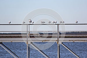 Seaguls on bridge