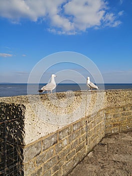 Seaguls on the coast photo