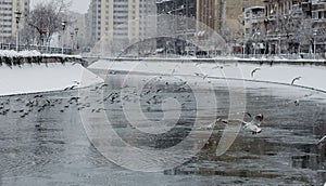 Seaguls on the Dambovita River, Bucharest