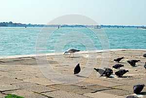 Seaguls and doves photo