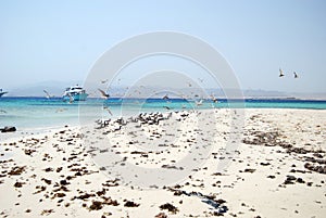 Seaguls on the Egyptian beach