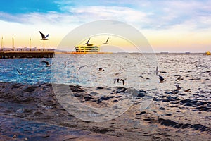 Seaguls on embankment photo