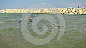 Seaguls fishing in low water, slow motion