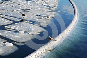 Seaguls on ice photo