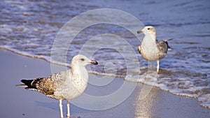 Seaguls photo