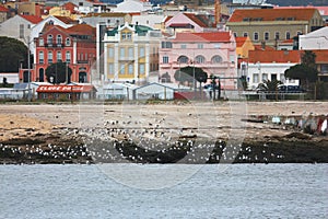 Seaguls in the River