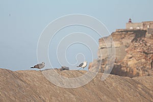 Seaguls in the sand photo