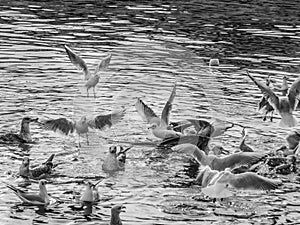 Seaguls in the sea flying