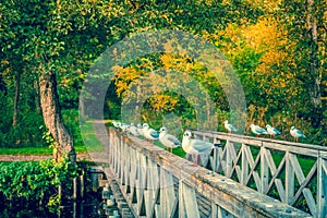 Seaguls on a small bridge