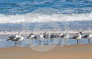 Seaguls Standing in a Line by the Ocean