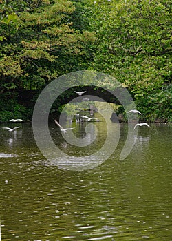 Seaguls  in Stephens green Dublin city center