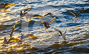 Seagulss crowd at the Adriatic sea