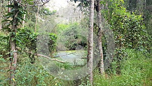 Seaham Swamp New South Wales Australia surrounded by native Australian trees.