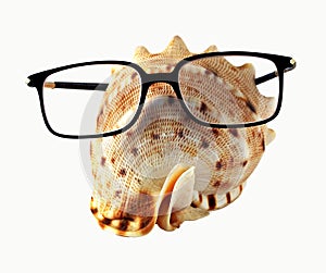 Seahell in eyeglasses