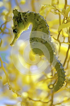 Seahorse