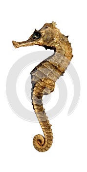 Seahorse photo