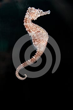 Seahorse photo