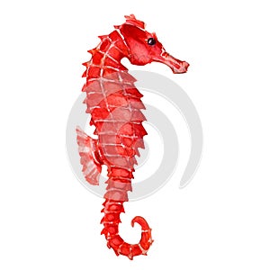 Seahorse