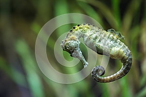 Seahorse