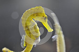 Seahorse photo