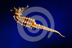 Seahorse