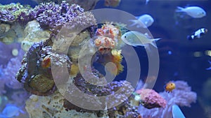 Seahorse amidst corals in aquarium. Close up seahorses swimming near wonderful corals in clean aquarium water. Marine