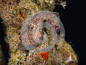 A seahorse attached to a rope