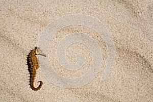 Seahorse on the beach