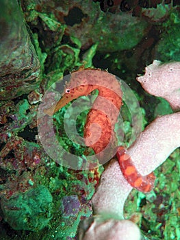 Seahorse on coral reef